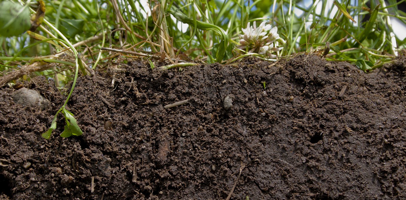 Healthy soil is the real key to feeding the world