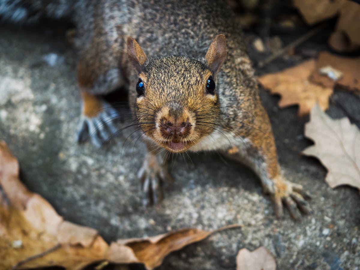 Grey Squirrels Are Bad For The British Countryside Full Stop Grey Squirrels Are Bad For The British Countryside Full Stop