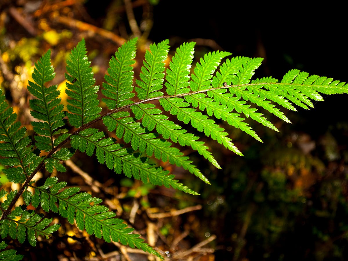 Repeating Patterns In Nature Math