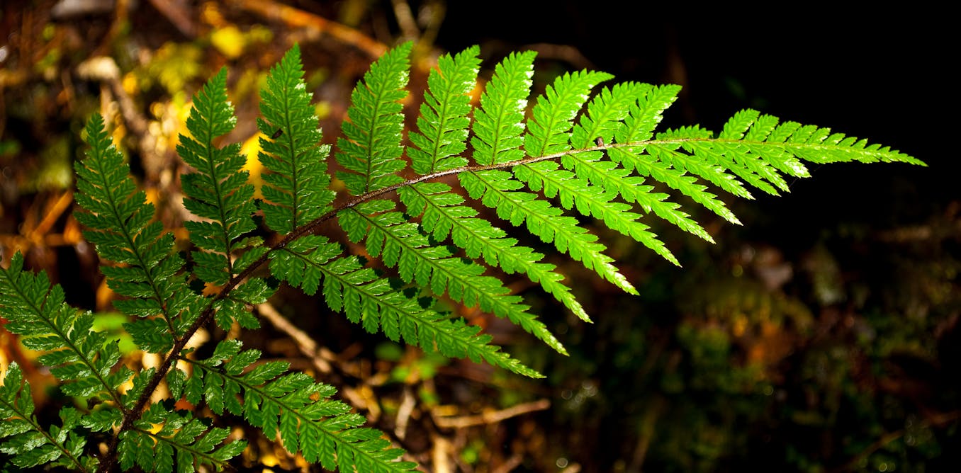 Fractal patterns in nature and art are aesthetically pleasing and