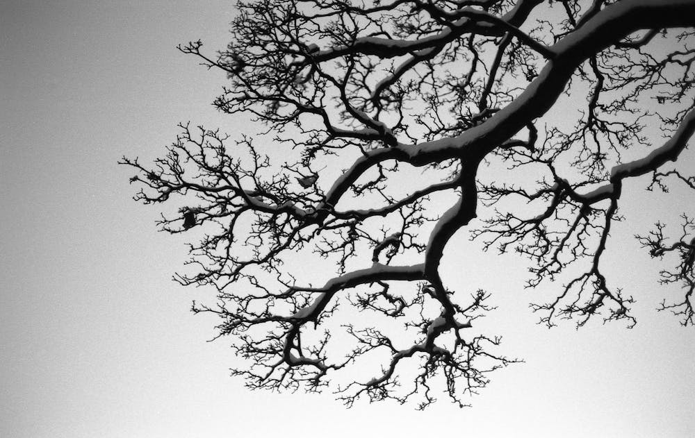 Fractal Patterns In Nature And Art Are Aesthetically Pleasing And Stress Reducing