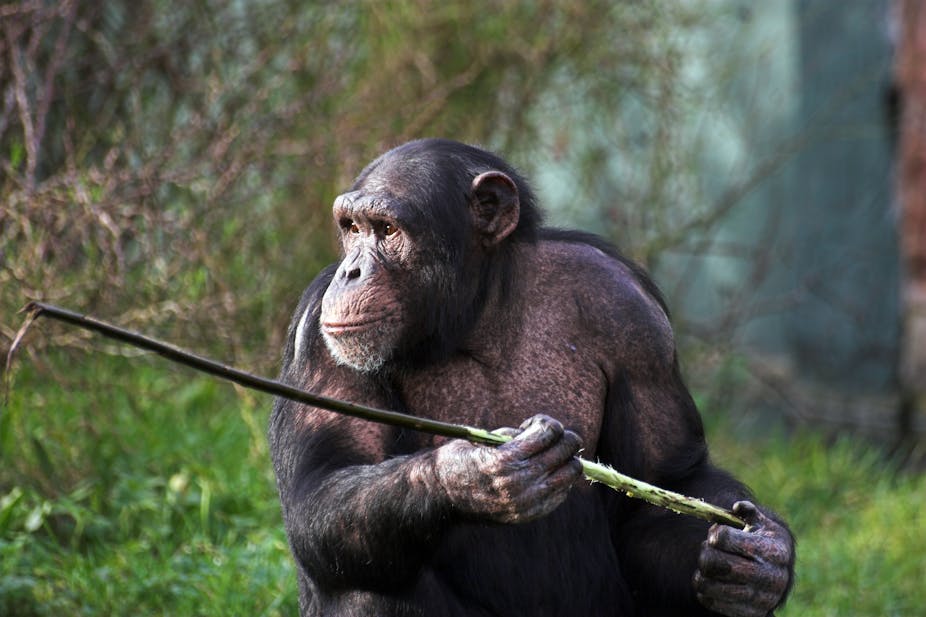 Chimpanzees hunting for honey are cleverer than we thought