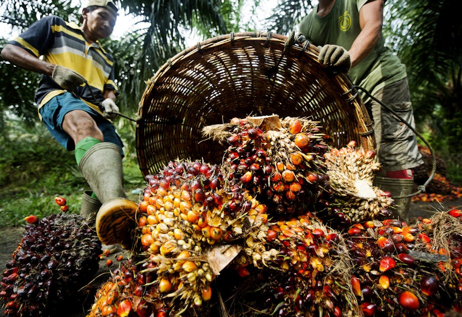 Pour une huile de palme durable, soutenir les petits producteurs et  encadrer les grandes plantations