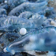 jellyfish aiden stings bluebottle careful treat jones step april where beach flickr