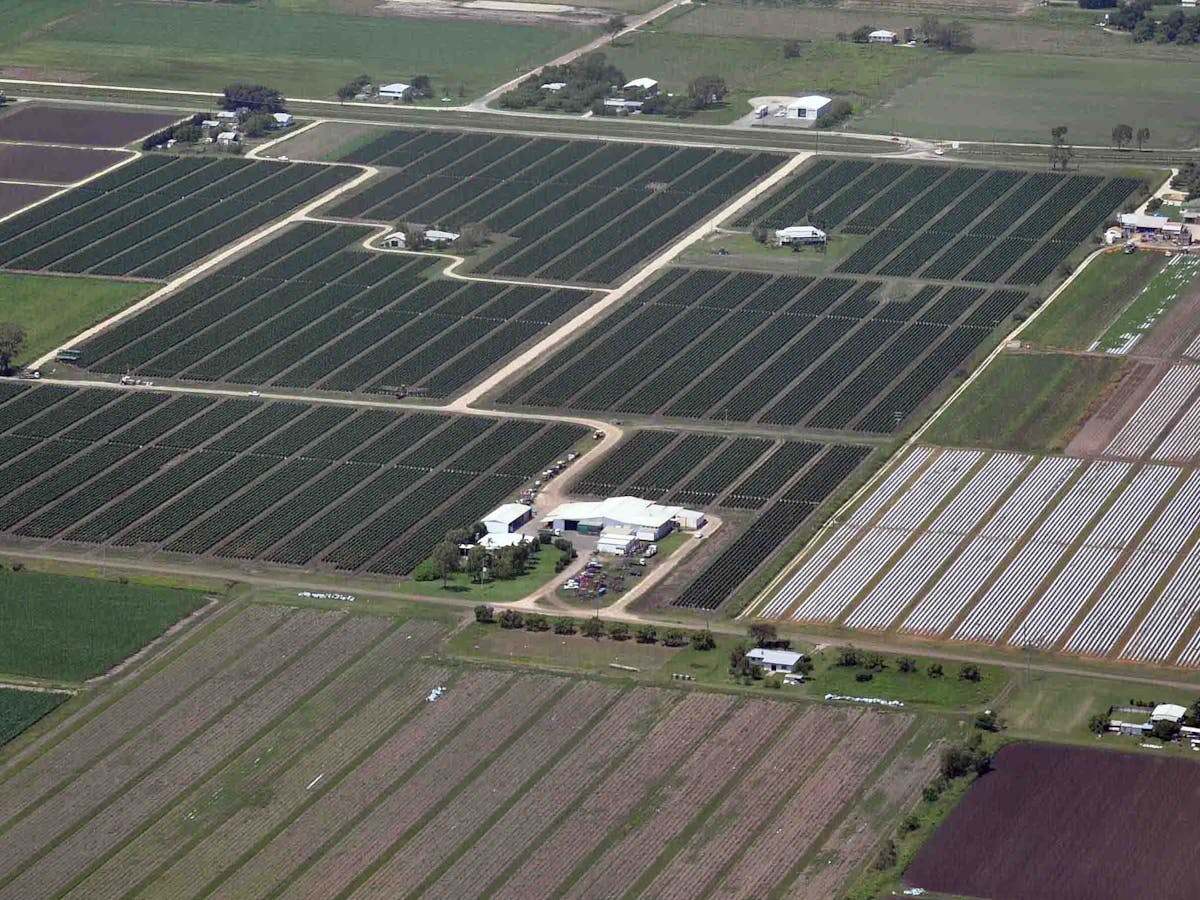 Tropical Cyclone Debbie Has Blown A Hole In The Winter Vegetable