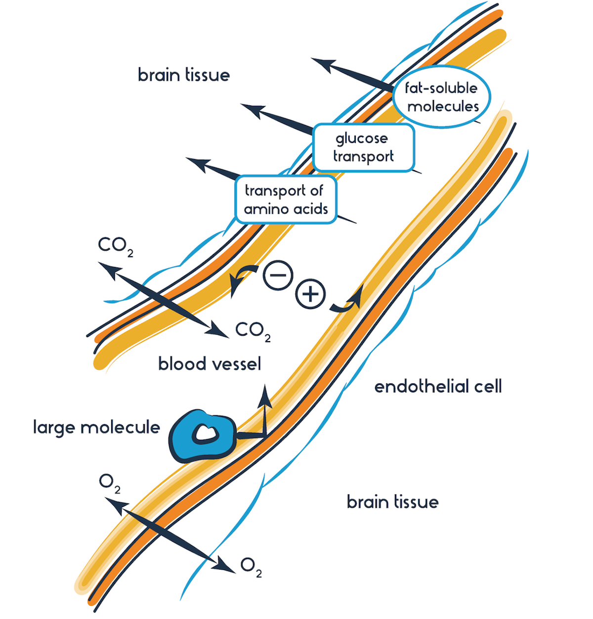brain barrier and how can we overcome it? Biology Diagrams