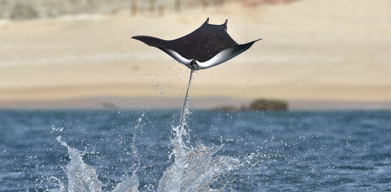 Devil rays get worldwide protection – and genetic tools could catch out ...