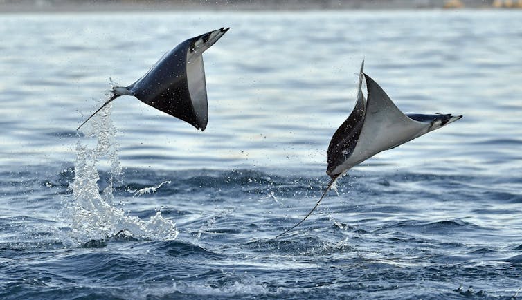 Devil rays get worldwide protection – and genetic tools could catch out ...