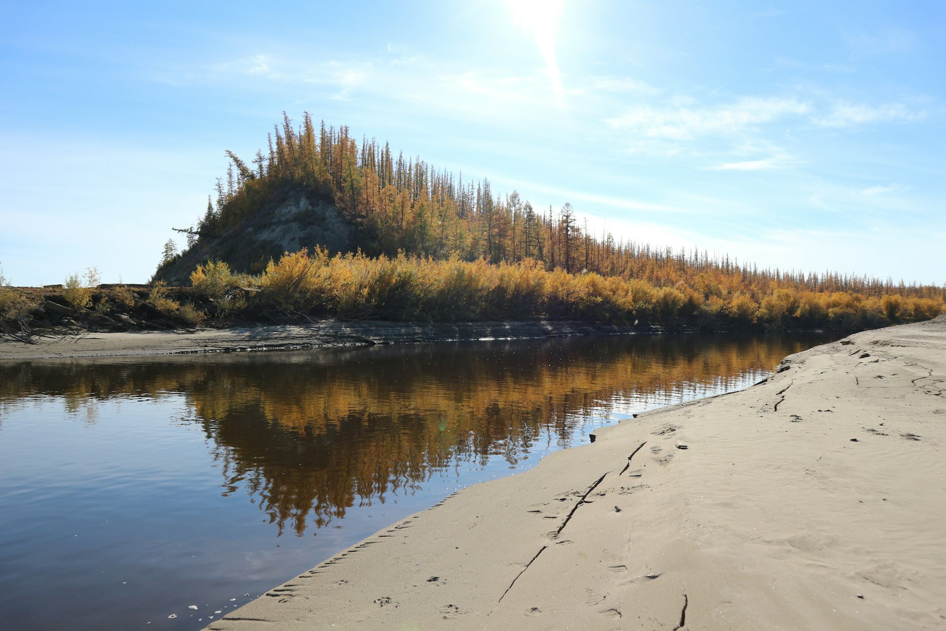 Climate Driven Species On The Move Are Changing Almost Everything