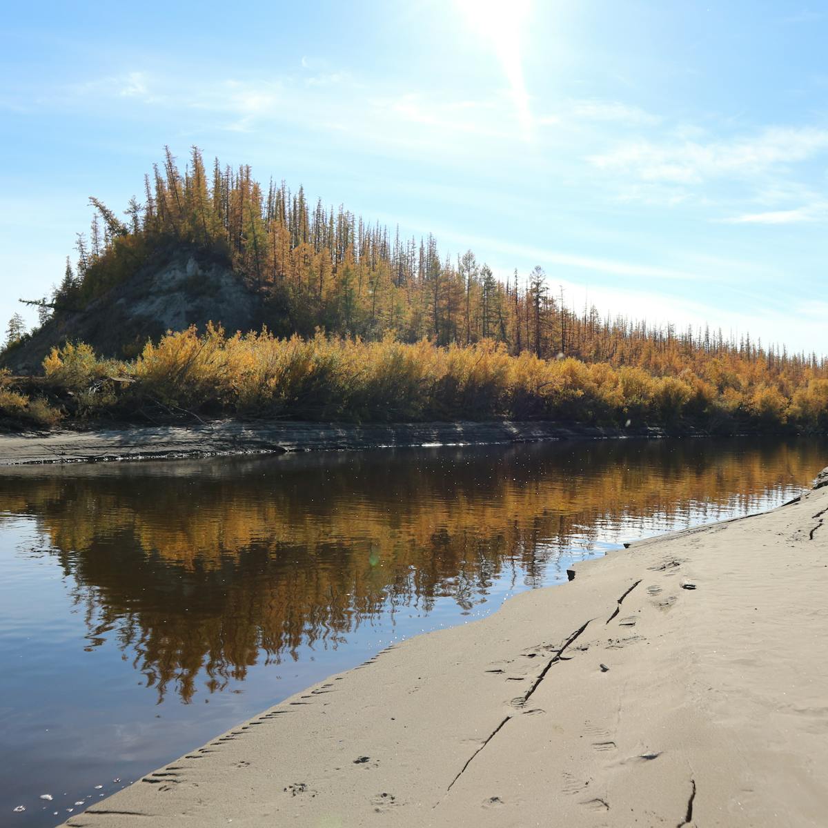 Climate Driven Species On The Move Are Changing Almost Everything