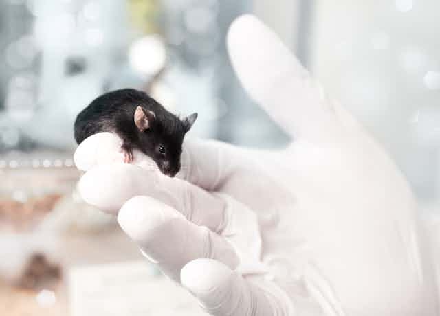 Double standards in animal ethics: why is a lab mouse better protected than  a cow?