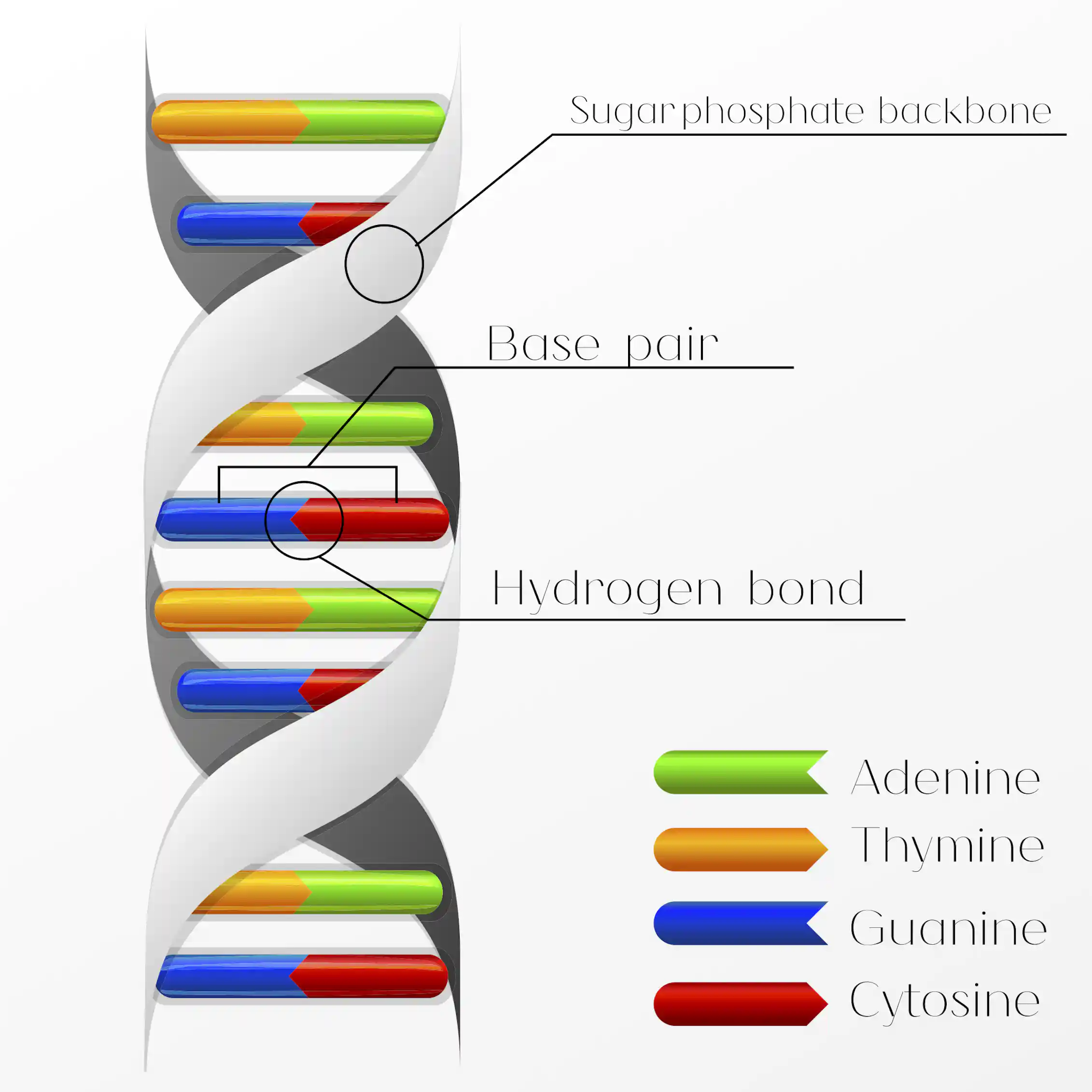 DNA dating: How molecular clocks are refining human evolution's timeline