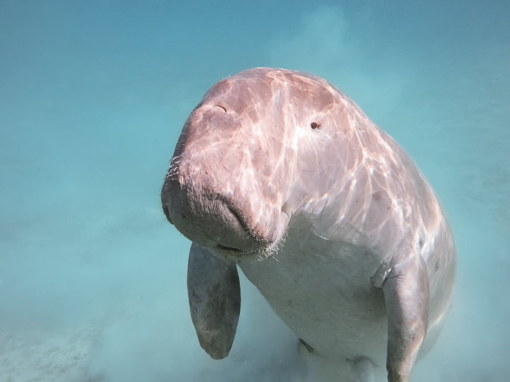 How we learned that sea cows are more African than lions