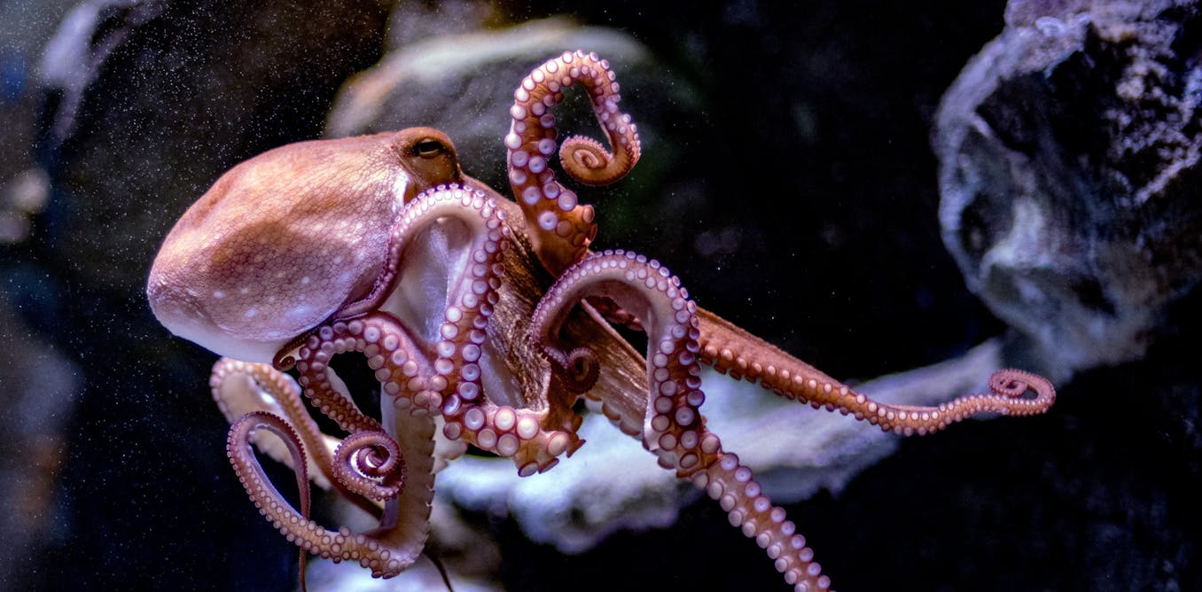 Octopuses can defy their instructions and it's