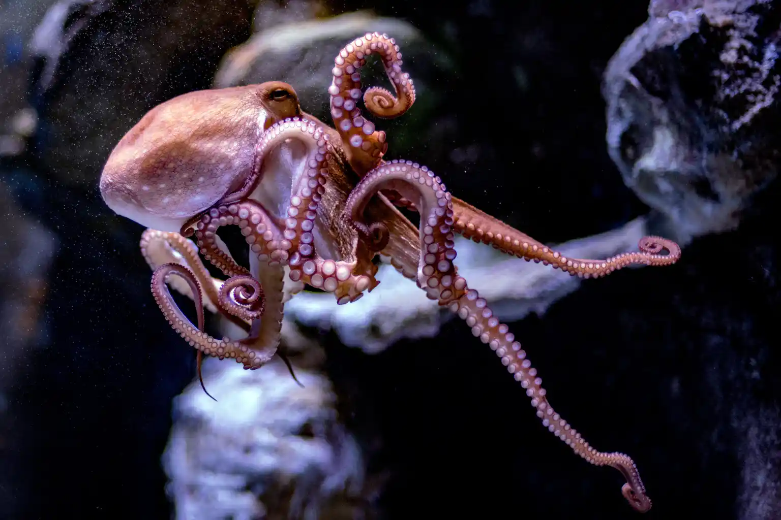 Octopuses can defy their genetic instructions – and it’s slowed down ...