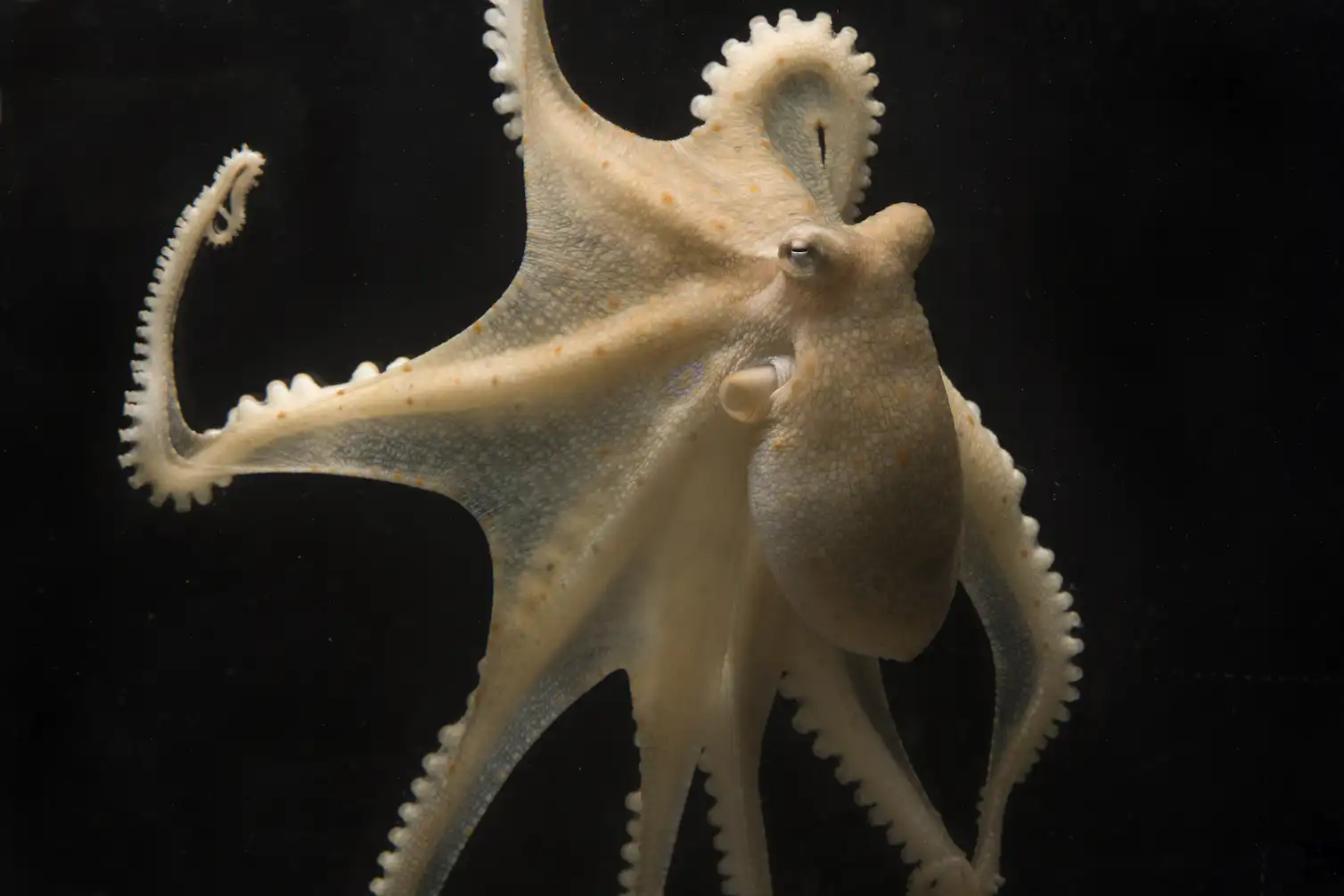 If Octopus Octopuses can defy their genetic instructions – and it's slowed down ...