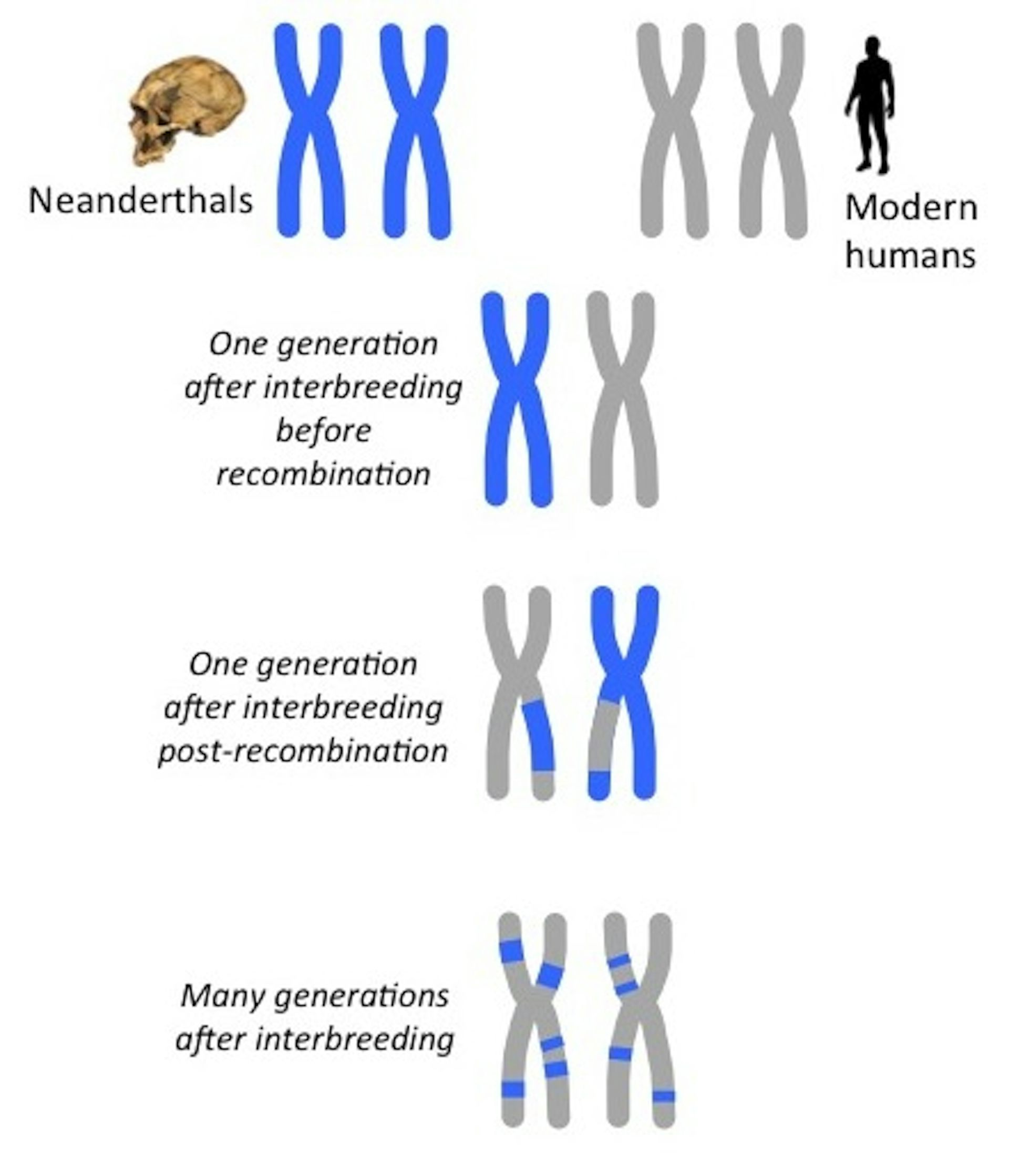 gtr model of dna evolution