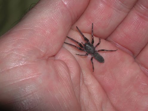 The Truth About Spider Bites In Australia They Re Unlikely To