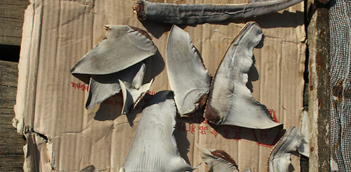 Shark protection developments have no bite