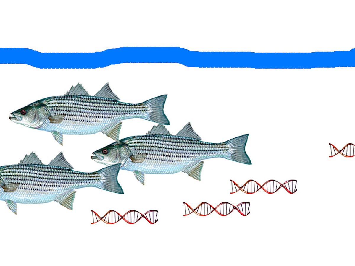 Fishing For Dna Free Floating Edna Identifies Presence And Abundance Of Ocean Life