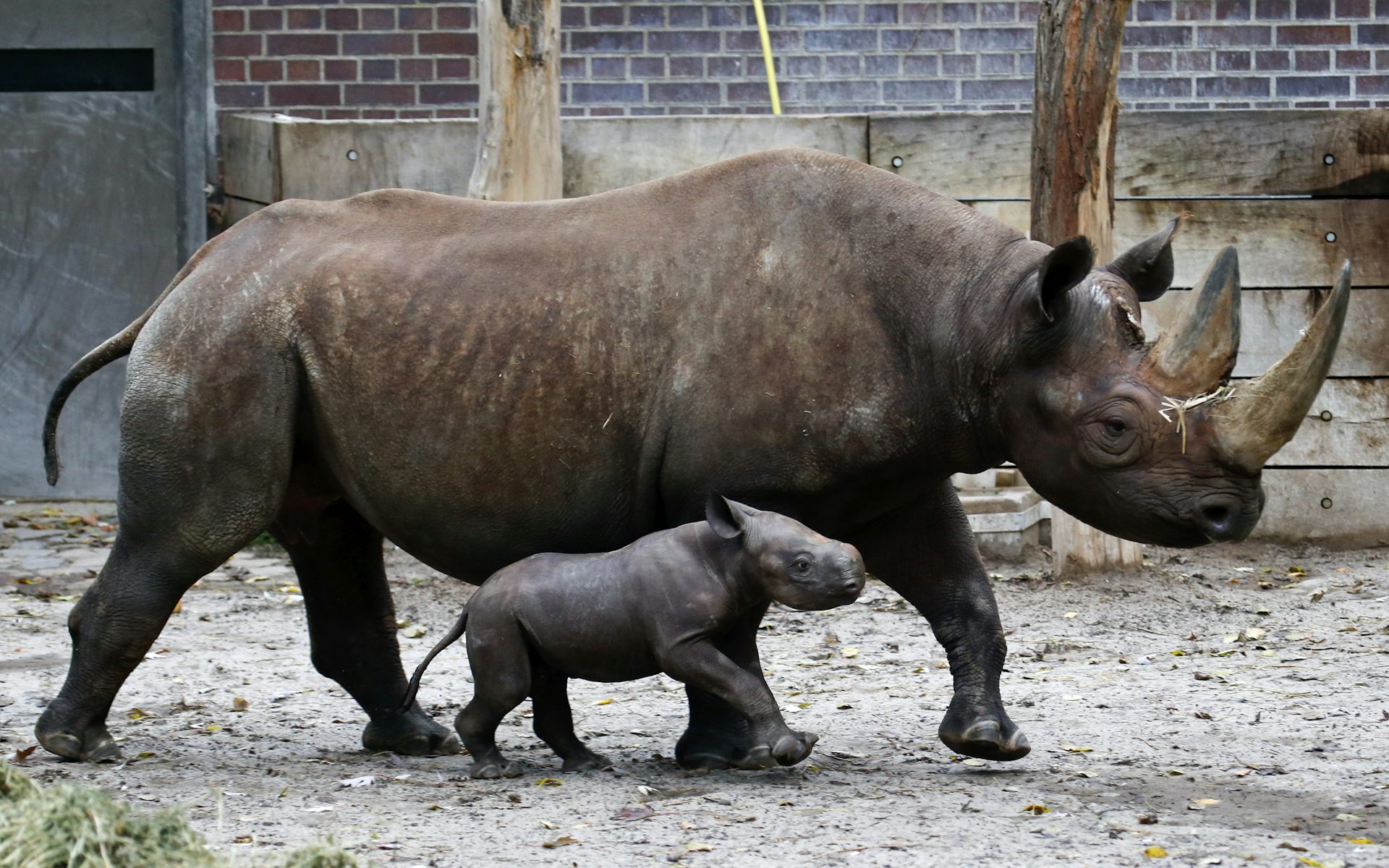 Why is the illicit rhino horn trade escalating