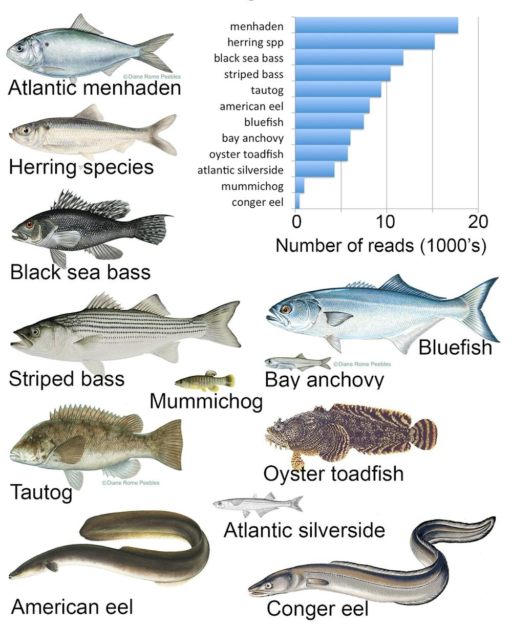 Fishing For DNA: Free-floating eDNA identifies presence and abundance ...