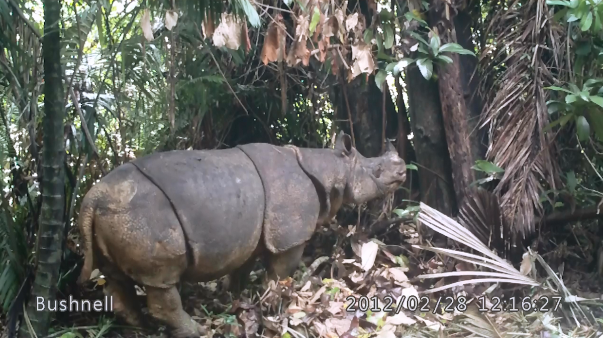 Saving Javan rhinos from extinction starts with counting them – and it
