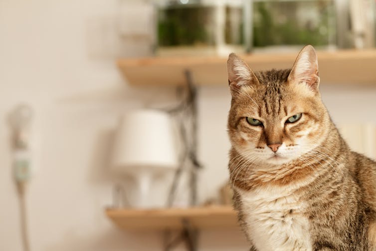 The curious character of cats – and whether they are really more aloof