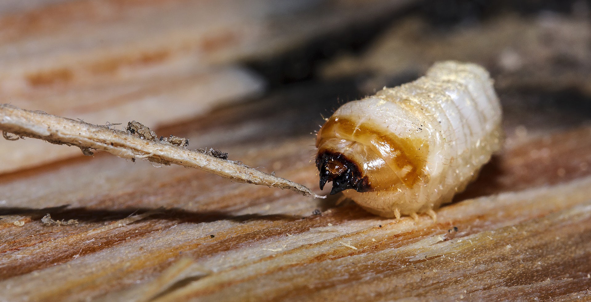 Wood beetles are nature s recyclers with a little help from fungi