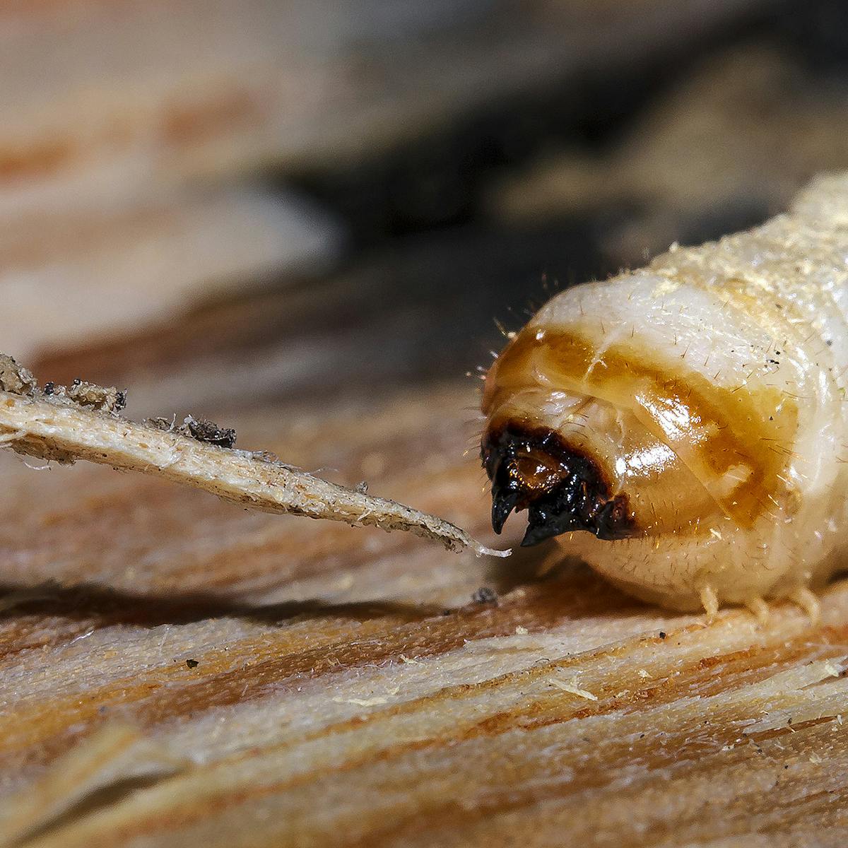 Wood Floor Insects | Viewfloor.co