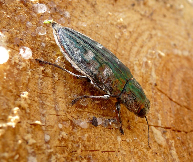 Wood beetles are nature's recyclers – with a little help from fungi