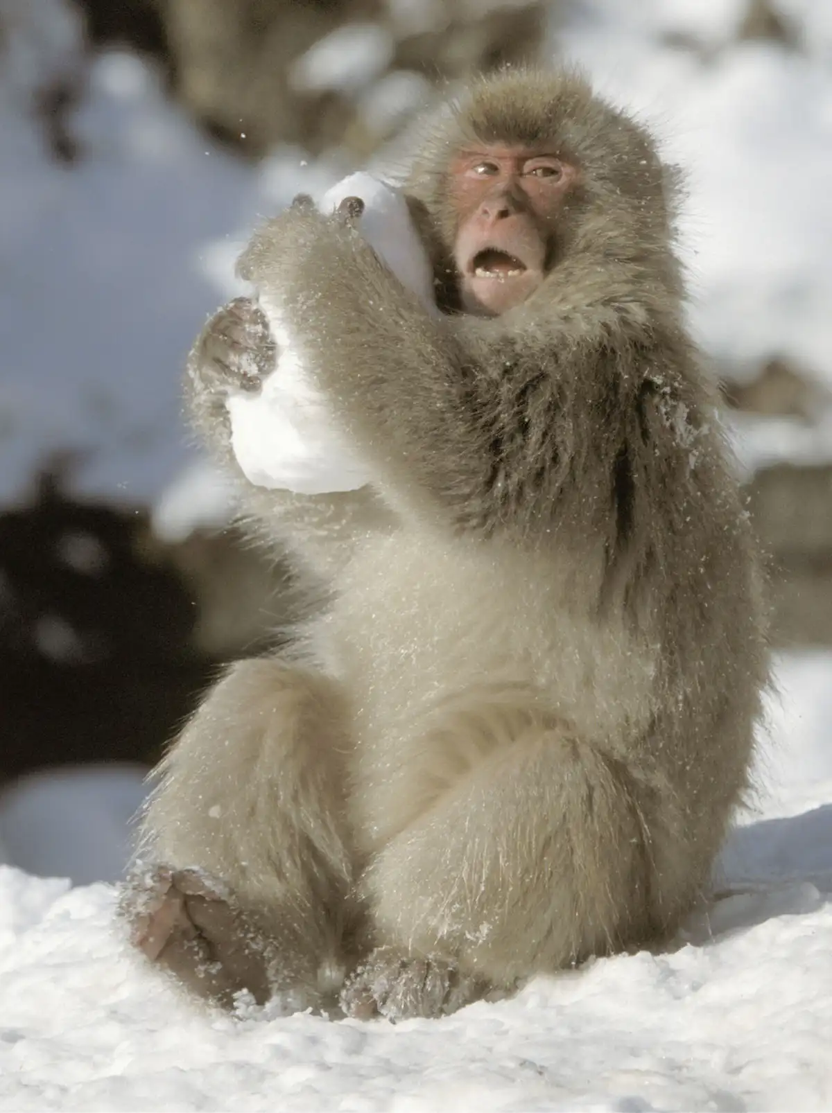 These amazing creative animals show why humans are the most innovative ...