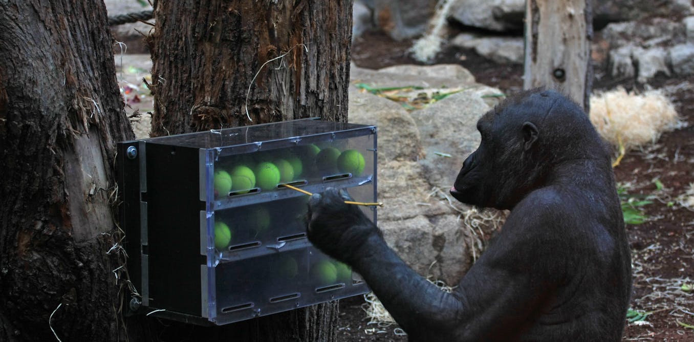 These amazing creative animals show why humans are the most innovative