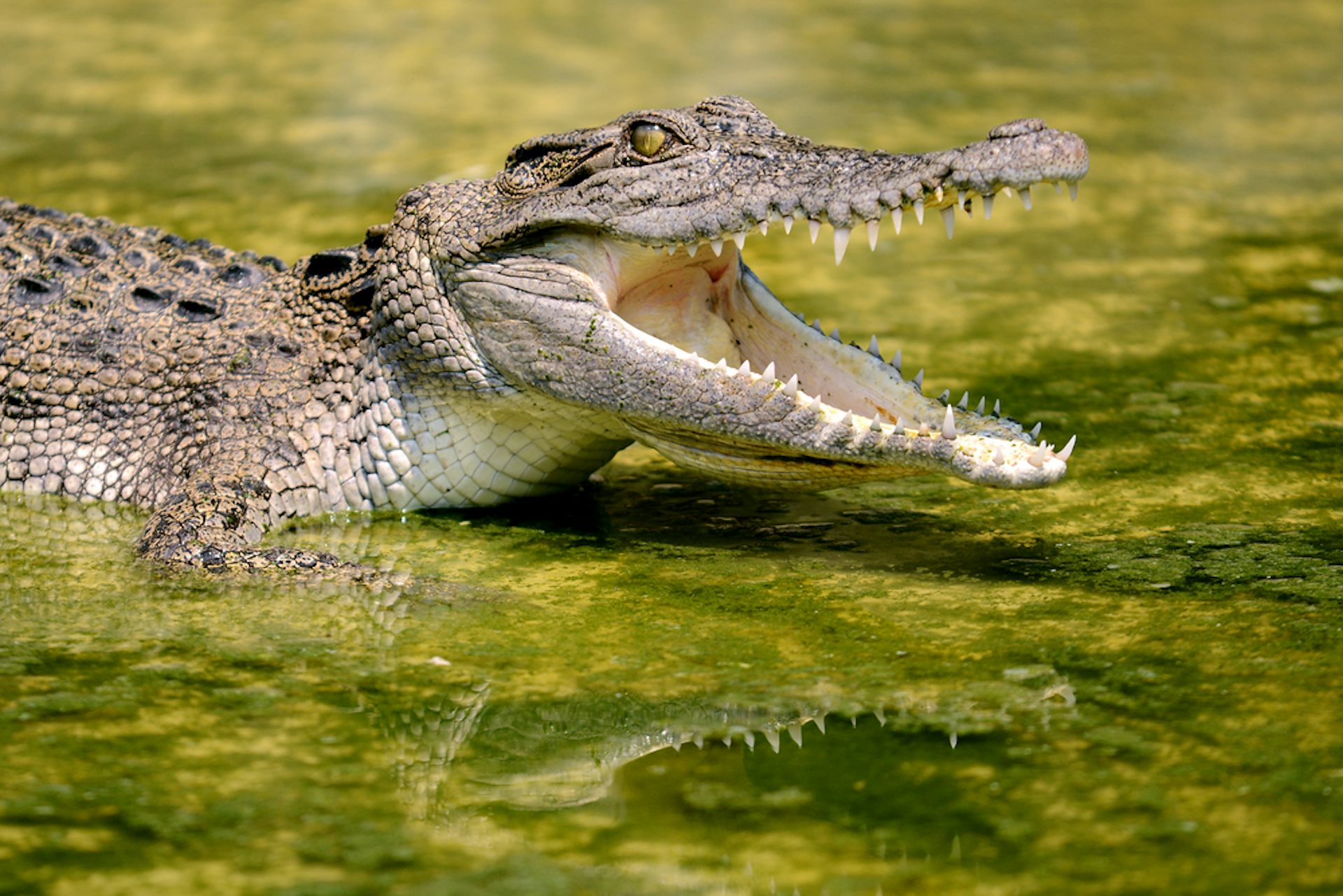 show me pictures of a crocodile