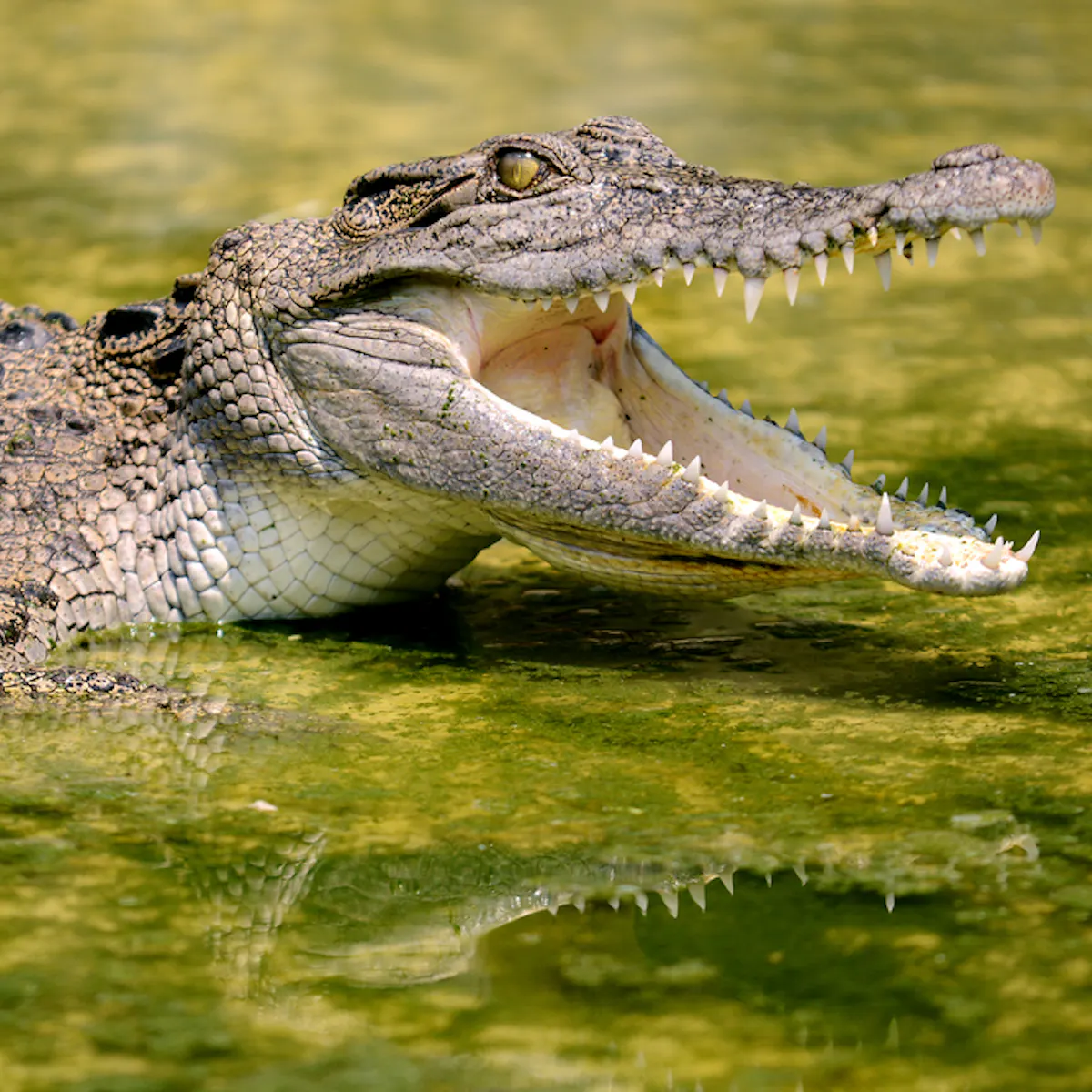 If A Croc Bite Doesn T Get You Infection Will