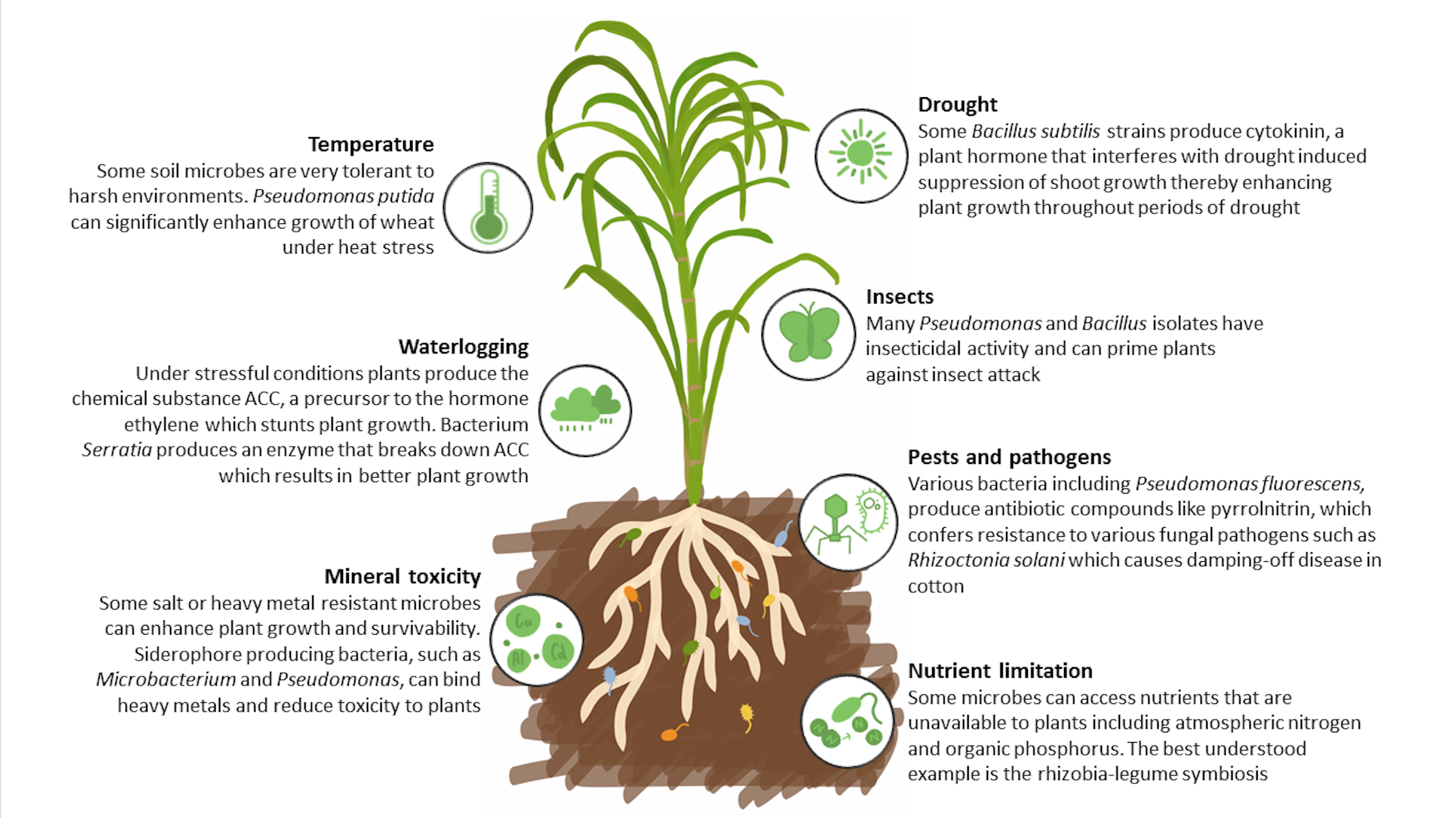 Looking for the plant. Plant Soil. Soil for Plants. Stress of Plants. Bacterial Invasion in Plants.