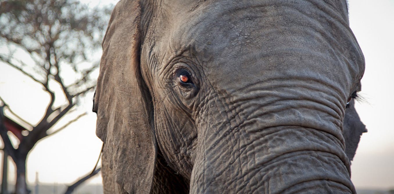 What elephants teach us about cancer prevention
