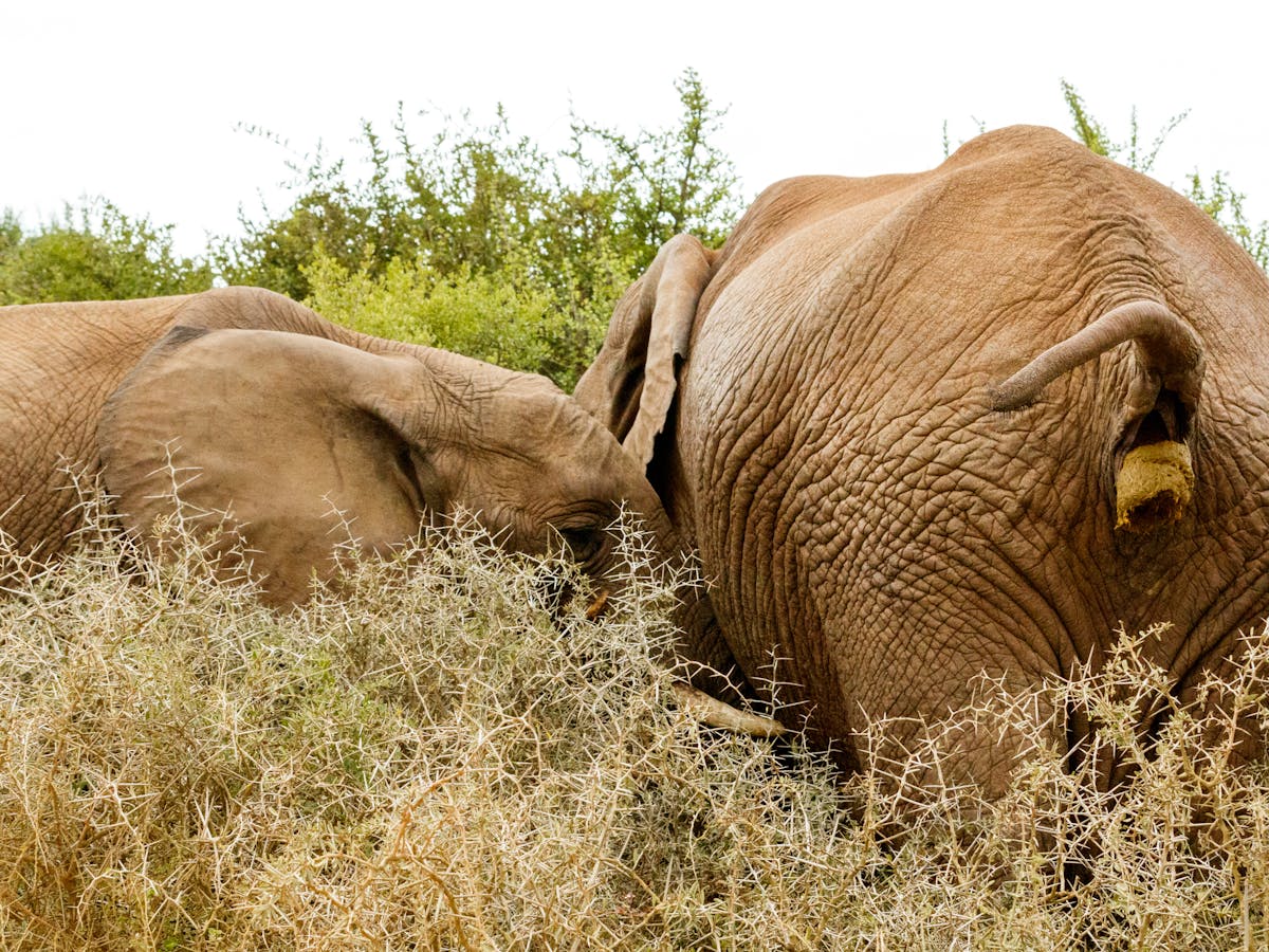 Physics Of Poo Why It Takes You And An Elephant The Same