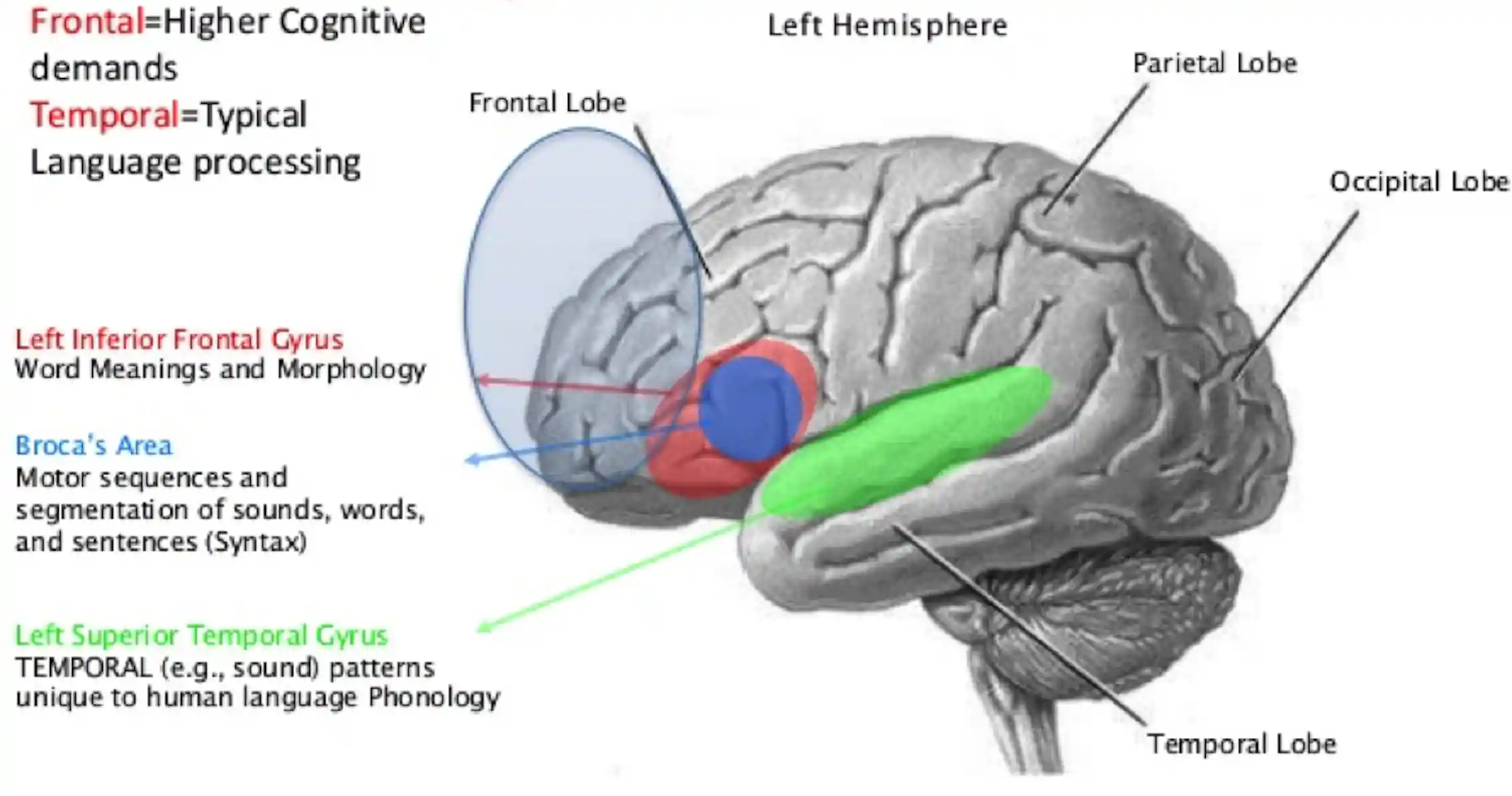 Laughter Function The science of laughter – and why it also has a dark side