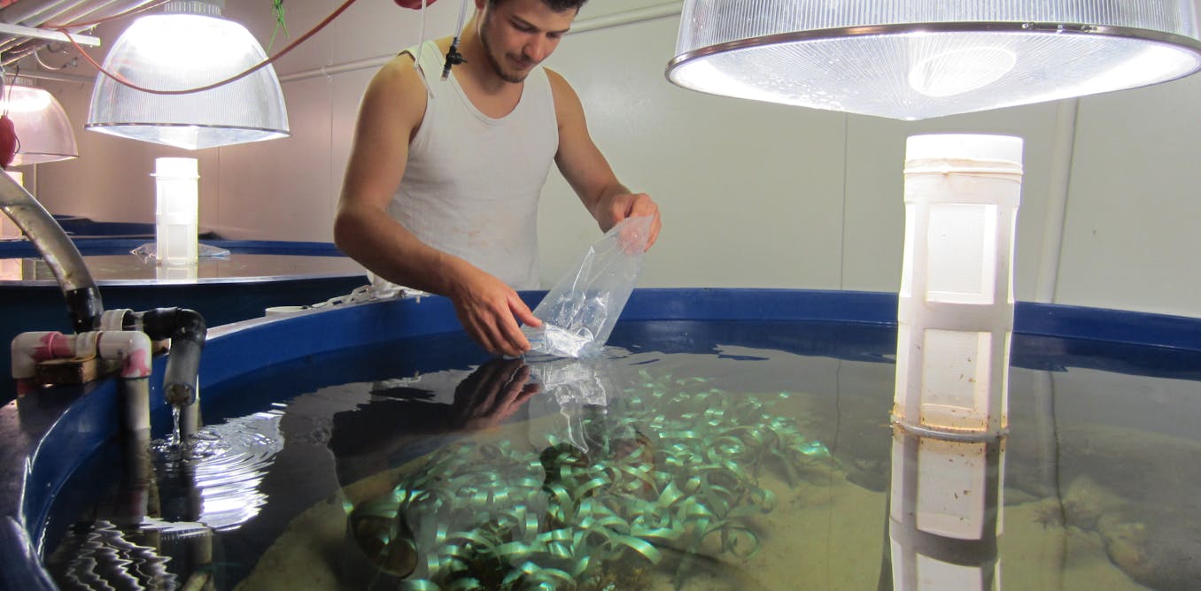 Climate change could drive coastal food webs to collapse Biology Diagrams