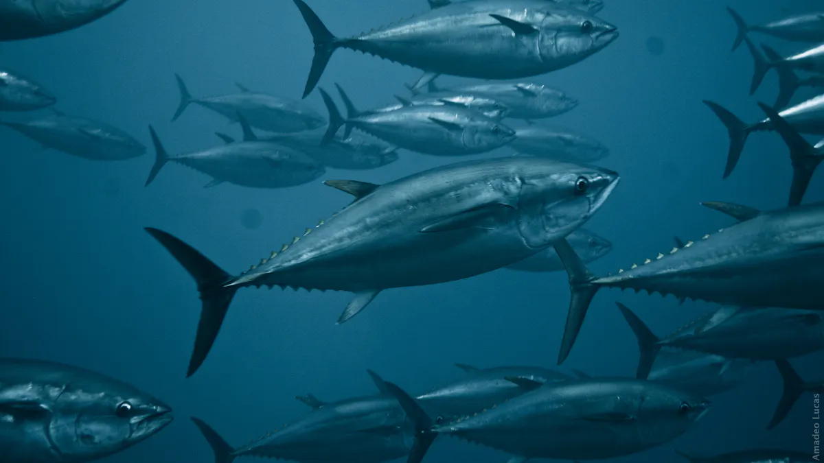 Journee Mondiale Du Thon La Longue Route Vers Une Peche Durable Journee Mondiale Du Thon La Longue Route Vers Une Peche Durable