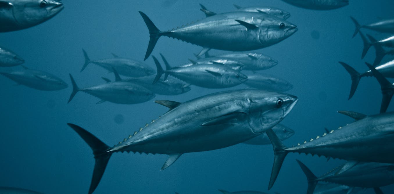 Journee Mondiale Du Thon La Longue Route Vers Une Peche Durable Journee Mondiale Du Thon La Longue Route Vers Une Peche Durable