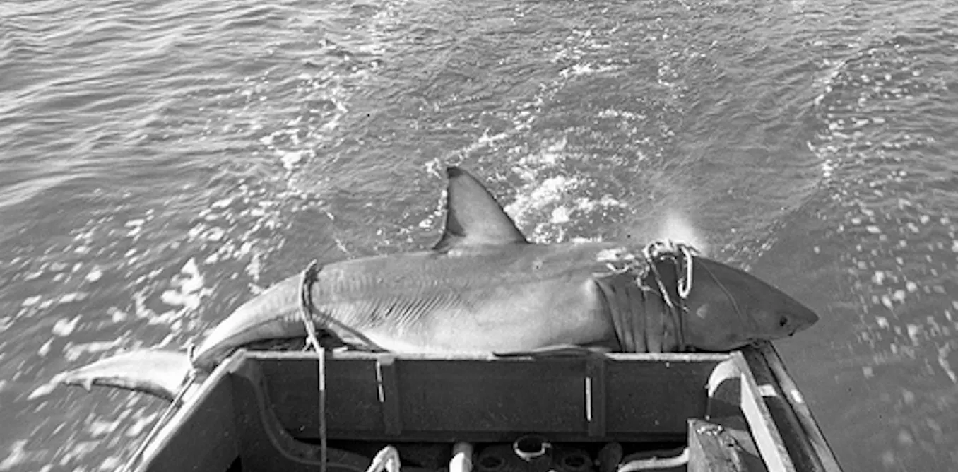Shak Colling The great shark debate: to cull or not to cull?