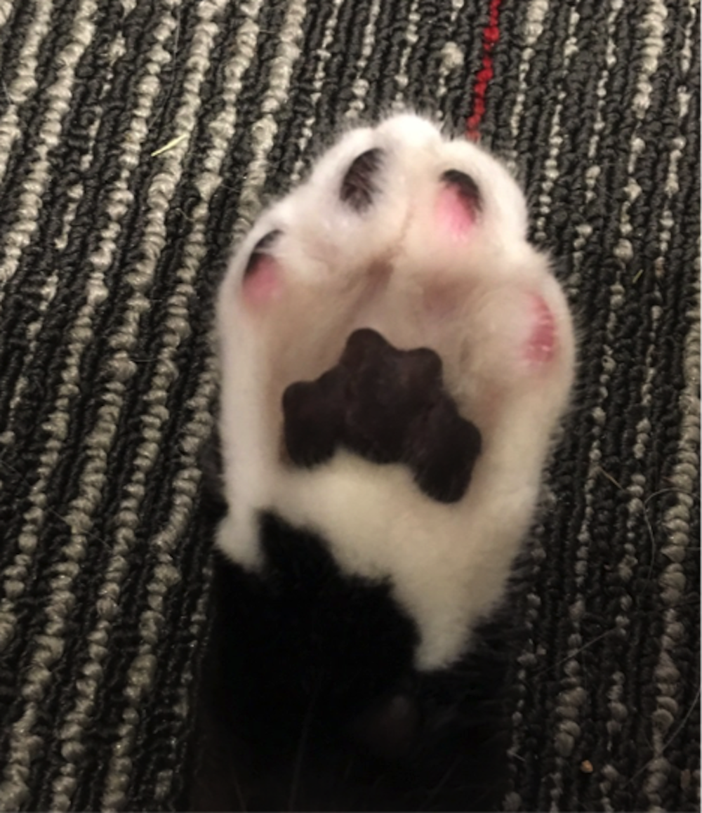 Curious Kids Why Don T Cats Wear Shoes