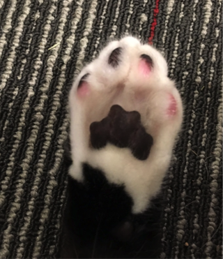 Curious Kids Why Don T Cats Wear Shoes