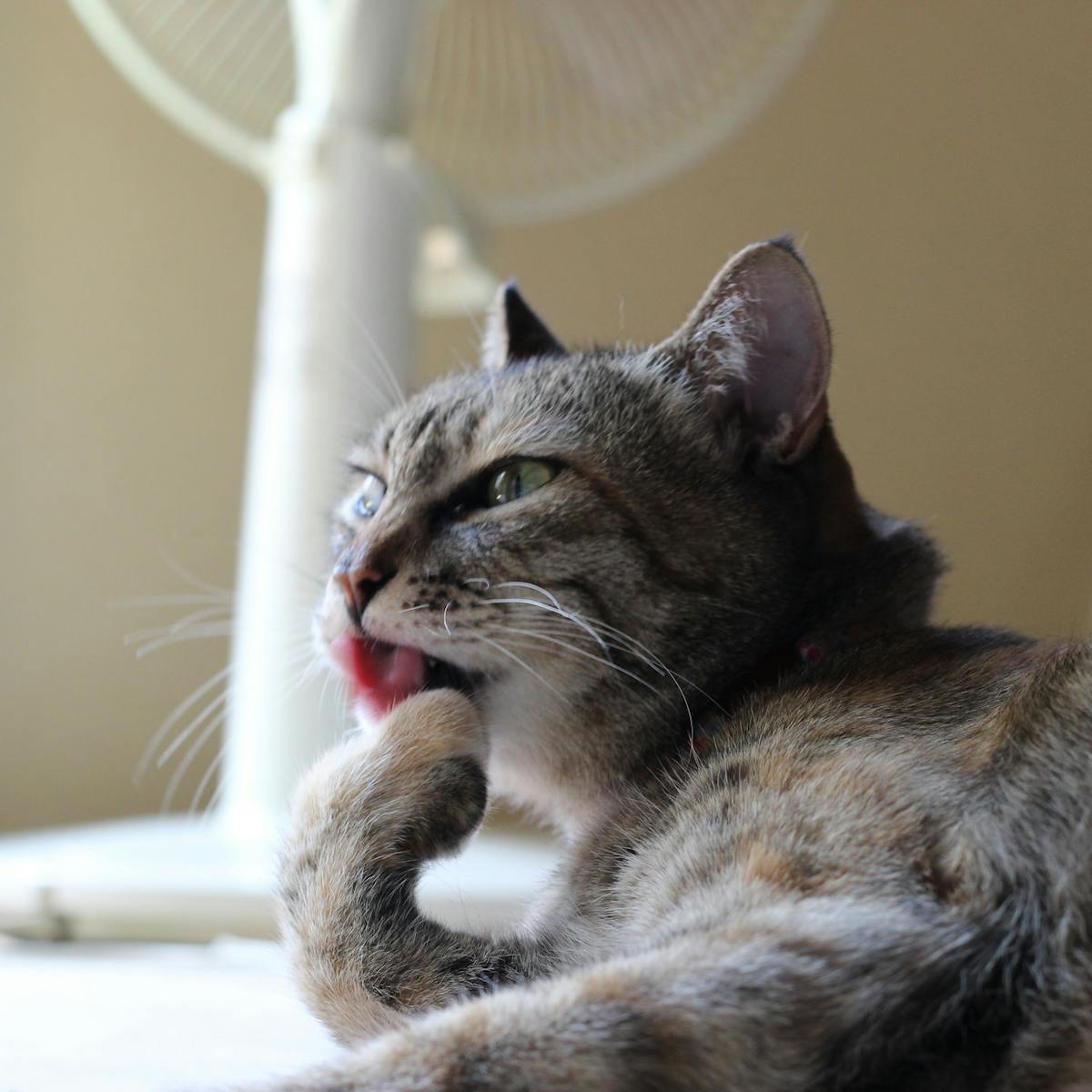 Curious Kids: Why don't cats wear shoes? Curious Kids: Why don't cats wear shoes?