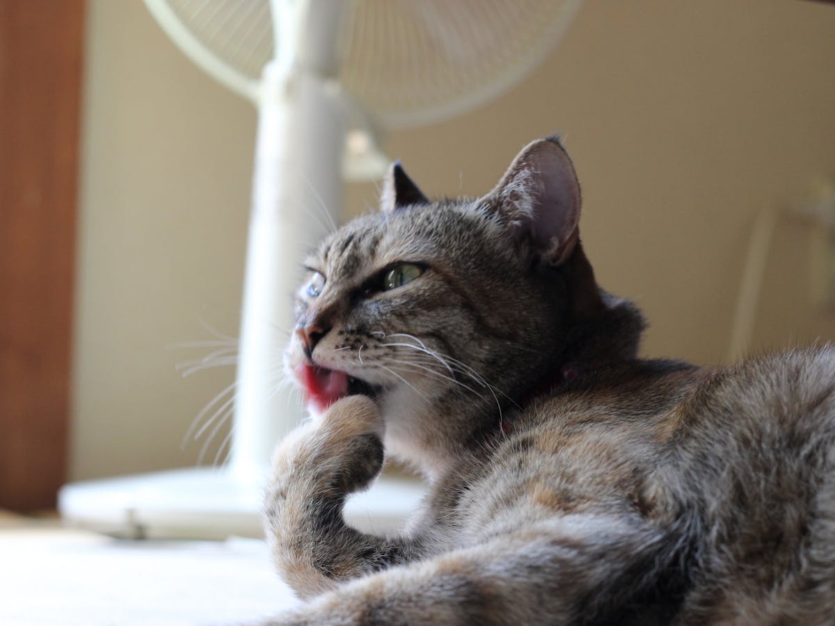 Curious Kids: Why don't cats wear shoes? Curious Kids: Why don't cats wear shoes?