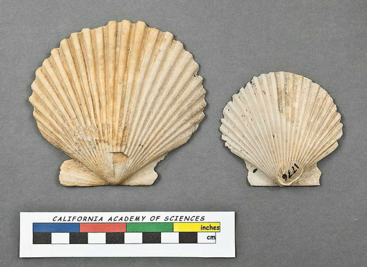 Curious Kids: why are some shells smooth and some shells corrugated?