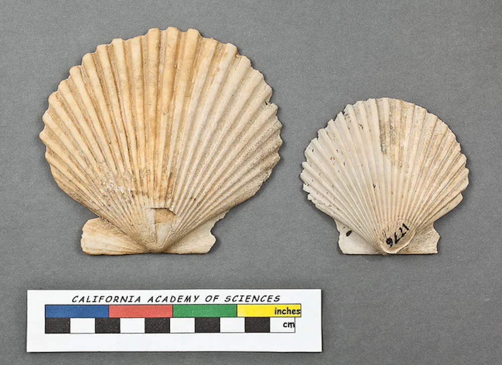 Sc Shaped Shell Curious Kids: why are some shells smooth and some shells corrugated?