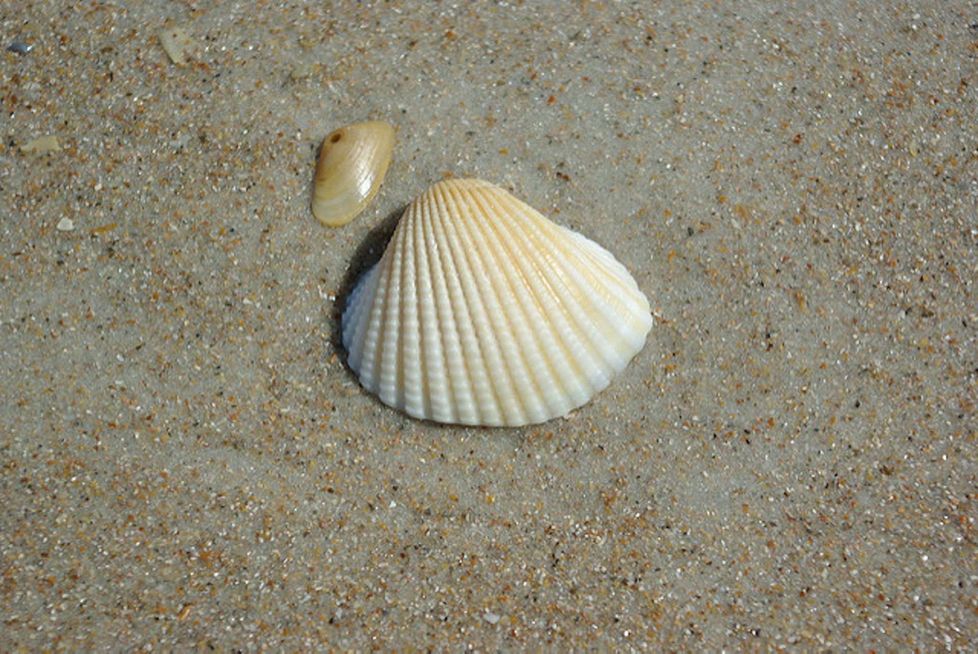 clam animal